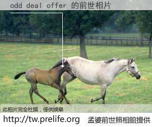 odd deal offer 的前世相片