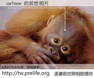 owfmow 的前世相片