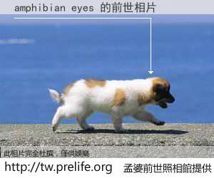 amphibian eyes 的前世相片