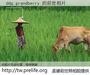 ddg grandberry 的前世相片