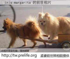 iris margarita 的前世相片
