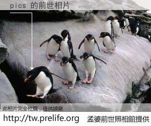 pics 的前世相片