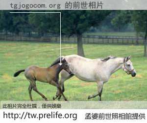 tgjogocom.org 的前世相片