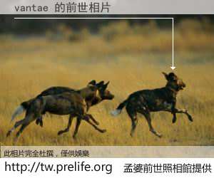vantae 的前世相片