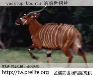 vesktop Ubuntu 的前世相片
