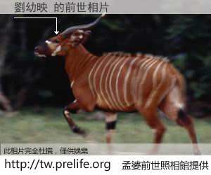 劉幼映 的前世相片