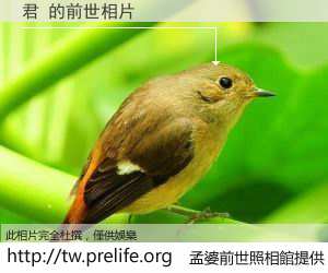 君 的前世相片