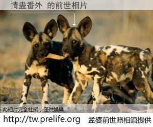 情蛊番外 的前世相片