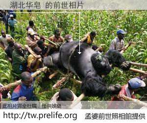 湖北华皂 的前世相片