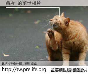 犇々 的前世相片