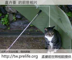 盧卉蓁 的前世相片