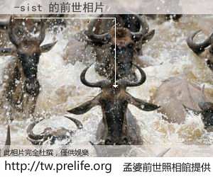 -sist 的前世相片