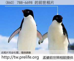(860) 788-6698 的前世相片