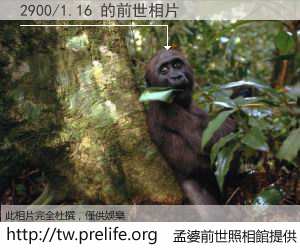 2900/1.16 的前世相片