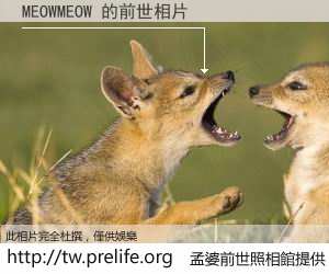 MEOWMEOW 的前世相片