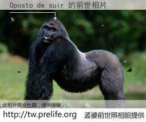 Oposto de suir 的前世相片