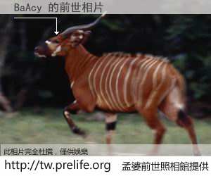 BaAcy 的前世相片