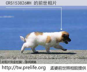 CRS153826WH 的前世相片