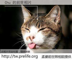 Chu 的前世相片