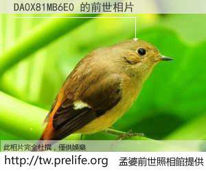DA0X81MB6E0 的前世相片