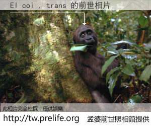 El coi , trans 的前世相片