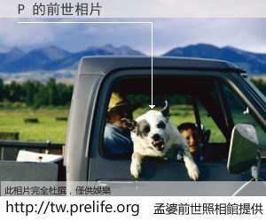 P 的前世相片