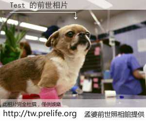 Test 的前世相片