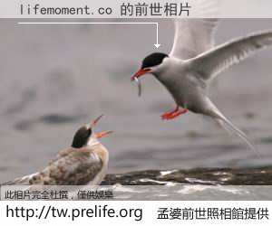 lifemoment.co 的前世相片