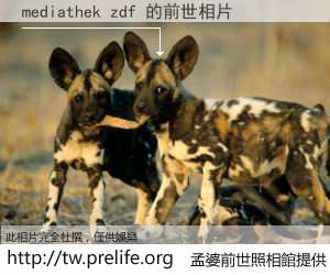 mediathek zdf 的前世相片