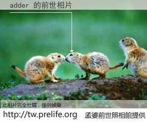 adder 的前世相片