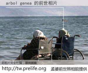 arbol genea 的前世相片