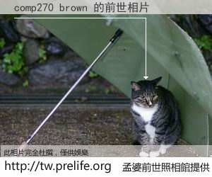 comp270 brown 的前世相片