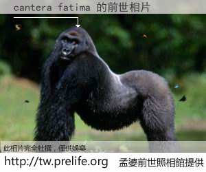 cantera fatima 的前世相片