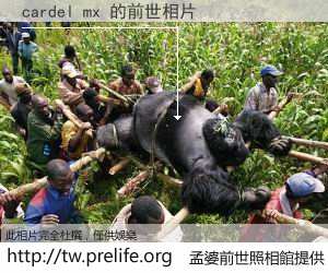 cardel mx 的前世相片