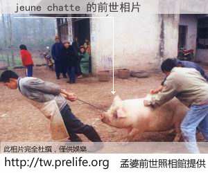 jeune chatte 的前世相片