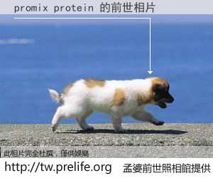 promix protein 的前世相片
