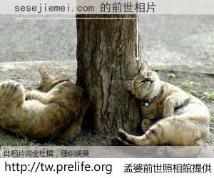 sesejiemei.com 的前世相片
