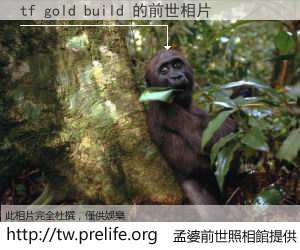 tf gold build 的前世相片