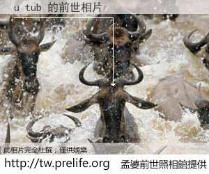 u tub 的前世相片