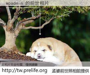 wpadmin 的前世相片