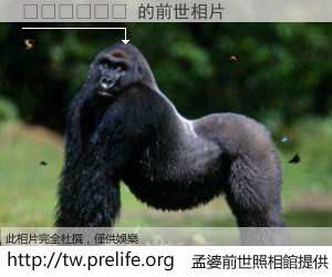 ������ 的前世相片