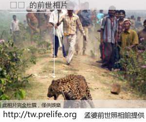 듀킴 的前世相片