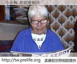 小小狗 的前世相片
