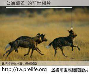 公冶鸓乙 的前世相片