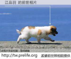 江品羽 的前世相片