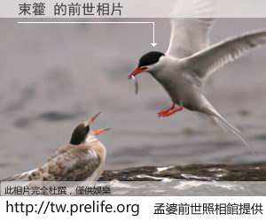 束籗 的前世相片