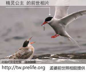 精灵公主 的前世相片