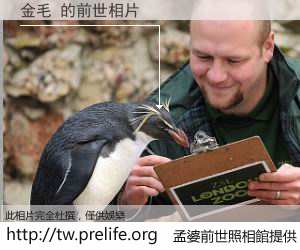 金毛 的前世相片