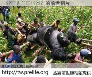 ??����1???? 的前世相片