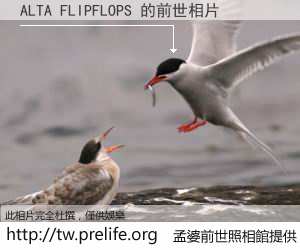 ALTA FLIPFLOPS 的前世相片